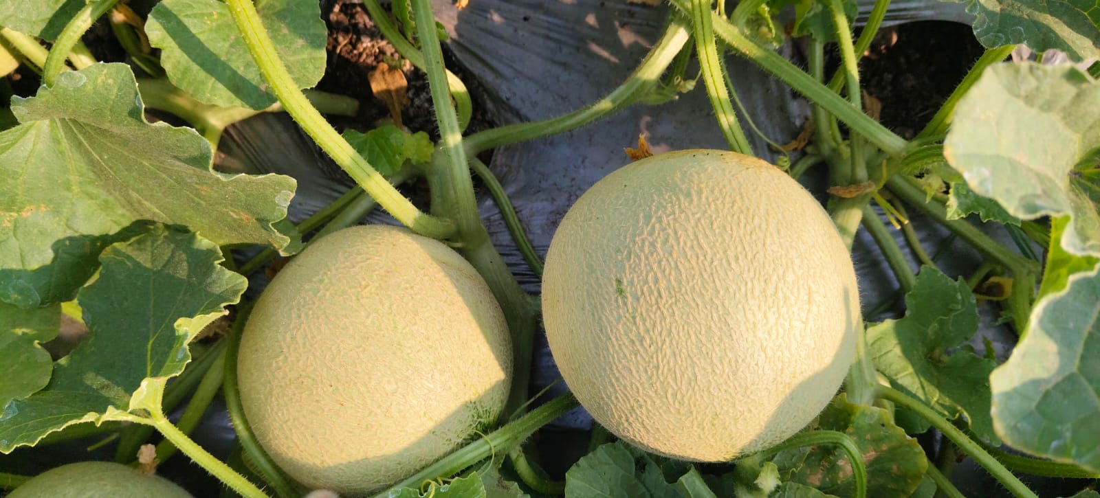 बॉबी खरबूज