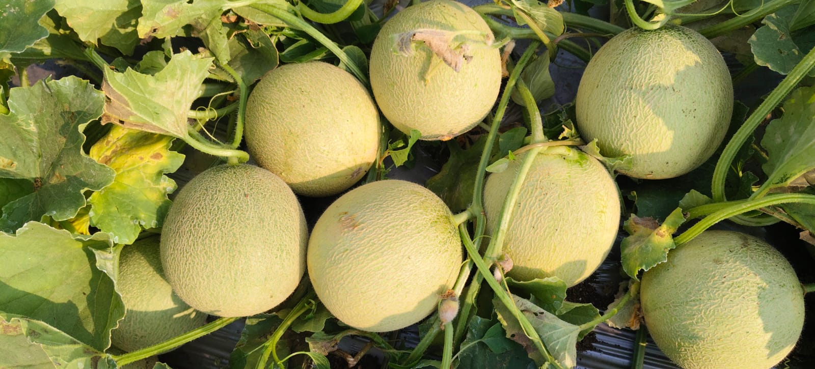 बॉबी खरबूज