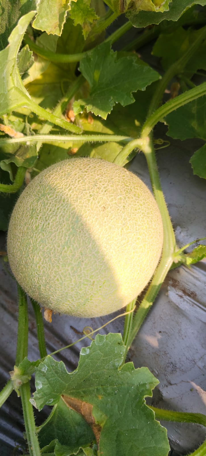 बॉबी खरबूज