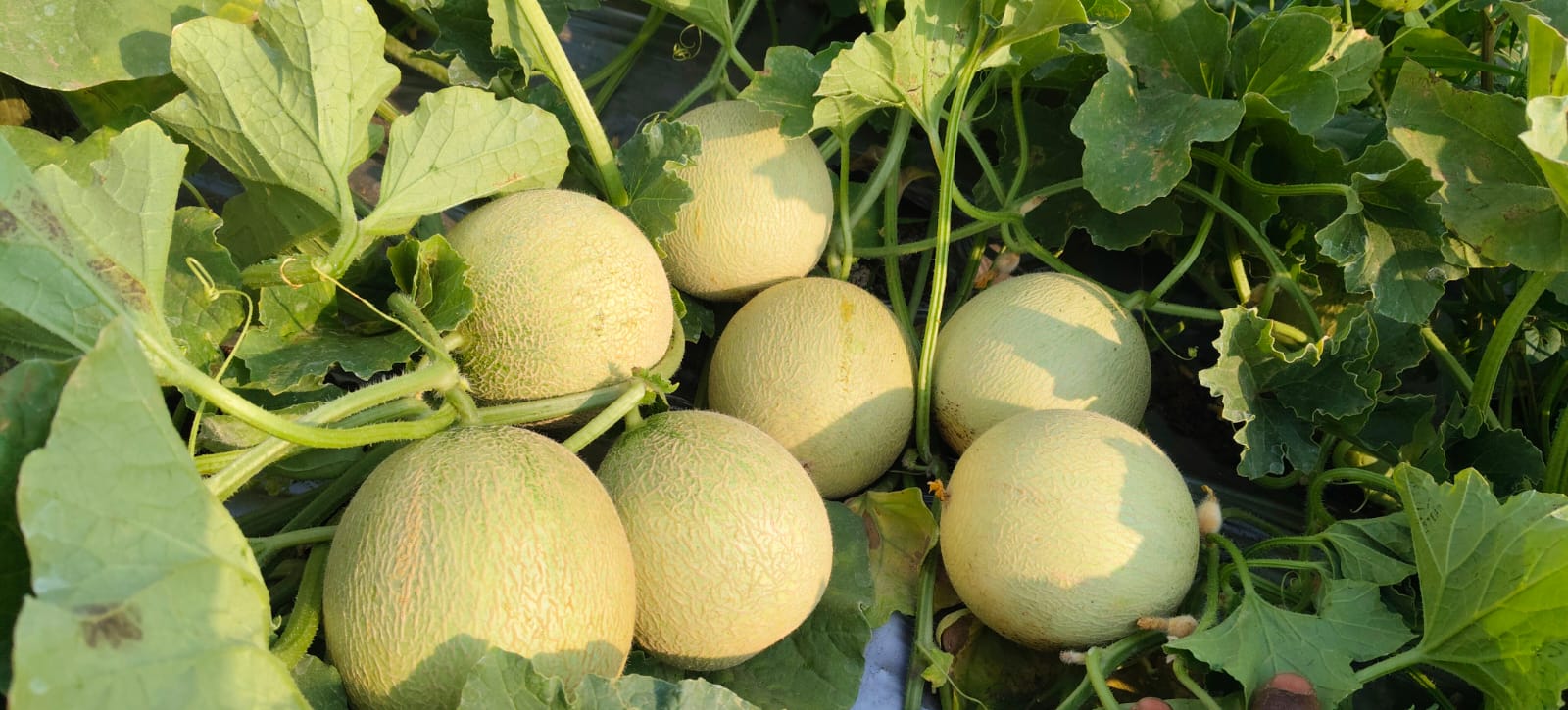 बॉबी खरबूज