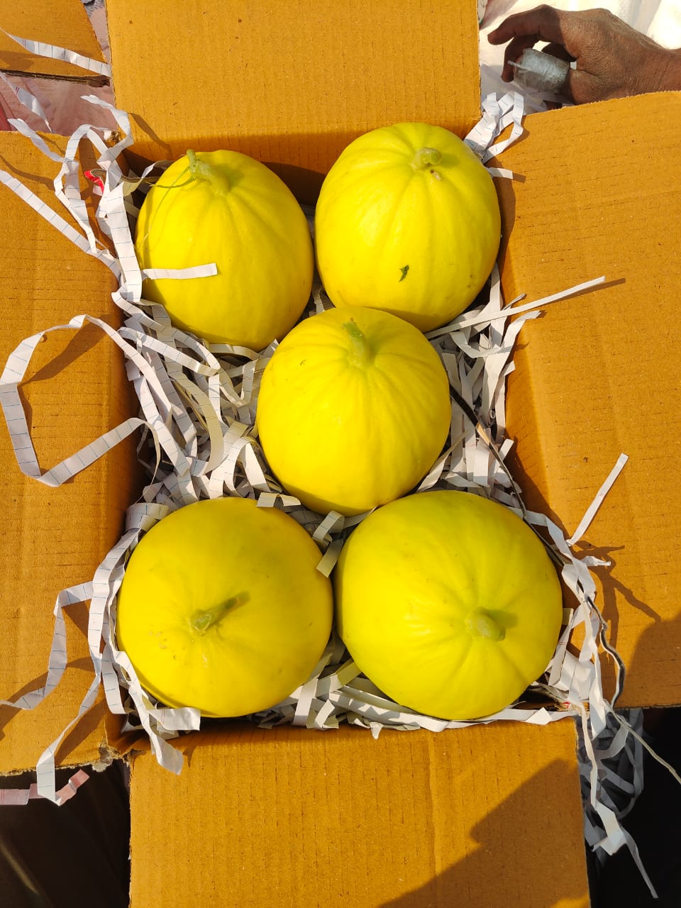 कोहिनूर खरबूज