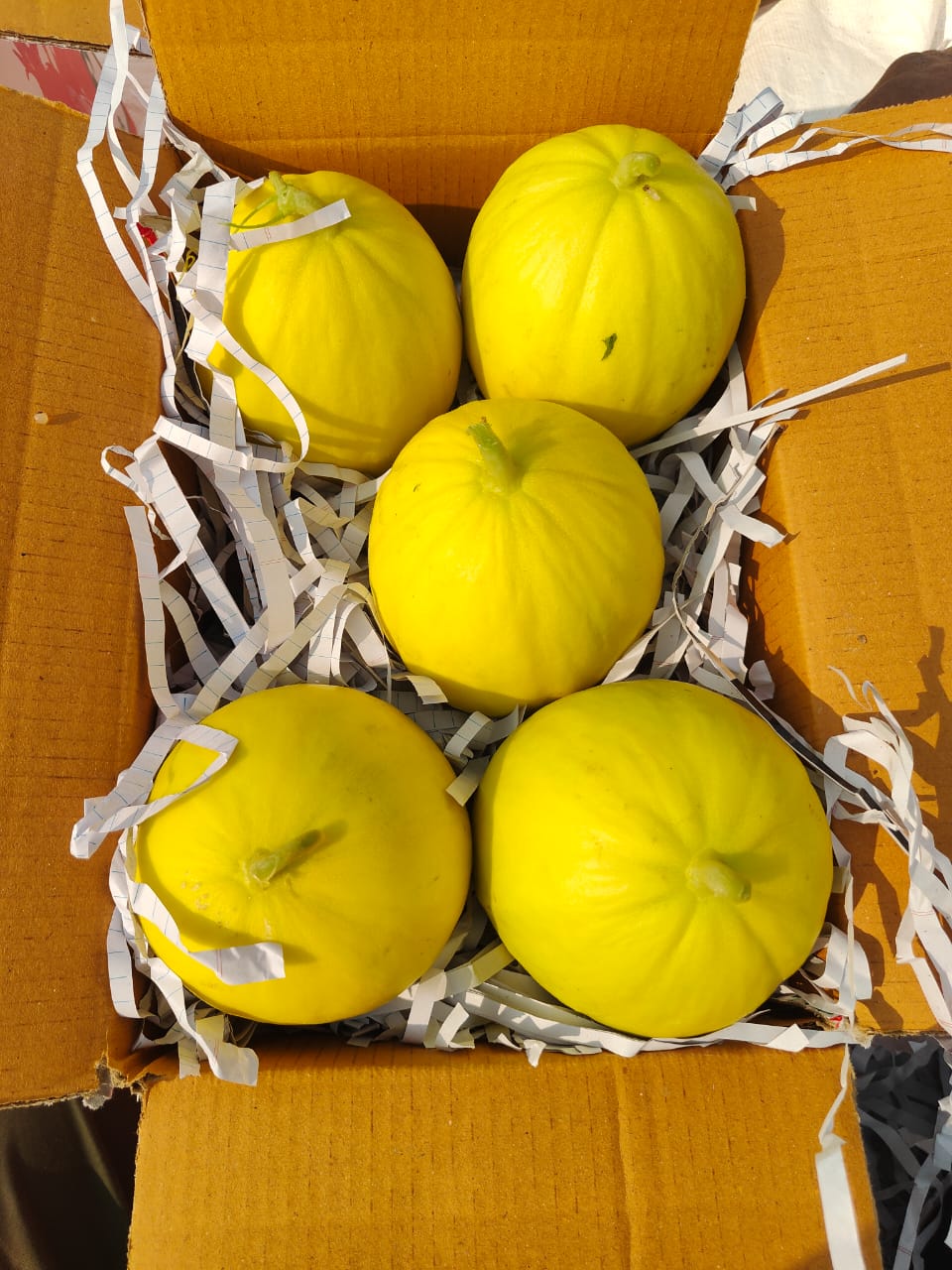 कोहिनूर खरबूज