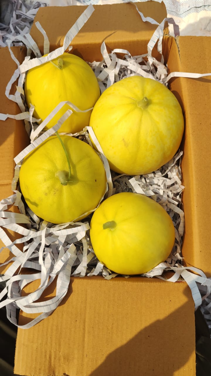 कोहिनूर खरबूज