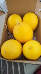 कोहिनूर खरबूज