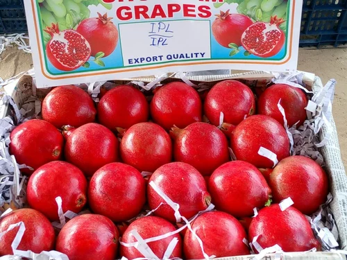 भगवा डाळिंब